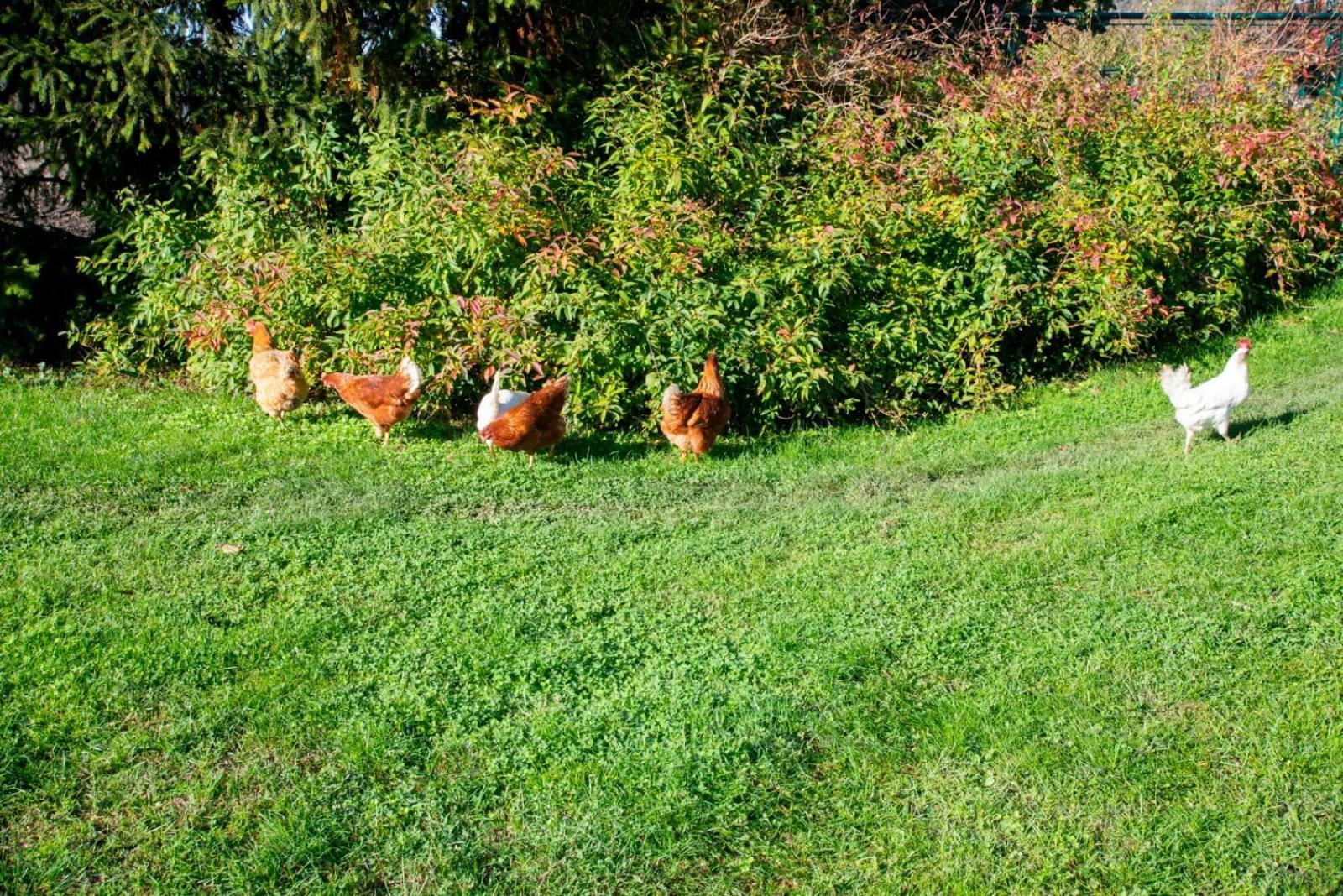 Ca' Dei Berici - Residence Ad Arcugnano Grancare Buitenkant foto